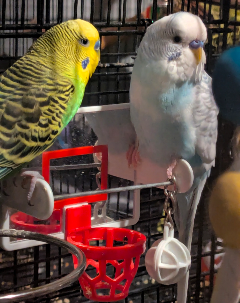 Need Some Chaos in Your Life? Get A Bird.